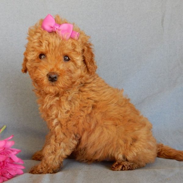 F1bb Toy Goldendoodle Puppy for Sale