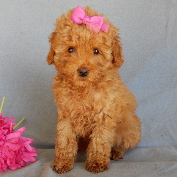 F1bb Toy Goldendoodle Puppy for Sale