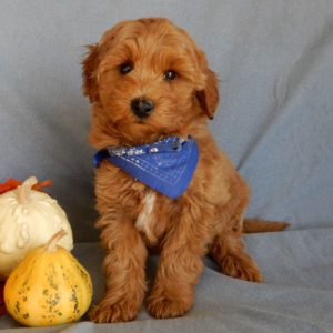 F1bb Toy Goldendoodle Puppy for Sale