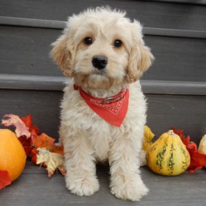 F1 Cockapoo Puppy for Sale