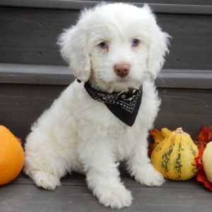 F1 Cockapoo Puppy for Sale