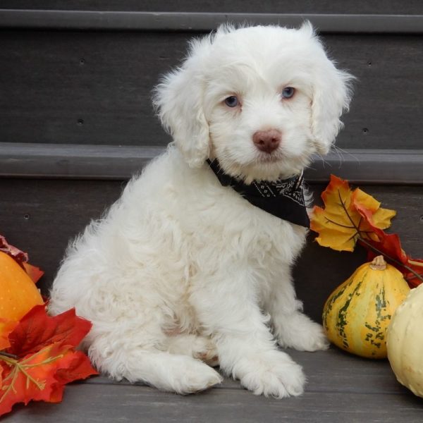 F1 Cockapoo Puppy for Sale