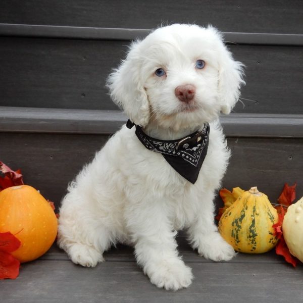 F1 Cockapoo Puppy for Sale