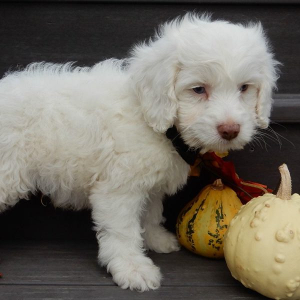 F1 Cockapoo Puppy for Sale