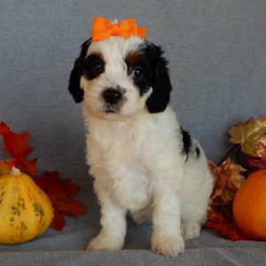 F1 Cockapoo Puppy for Sale