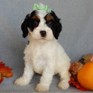 F1 Cockapoo Puppy for Sale