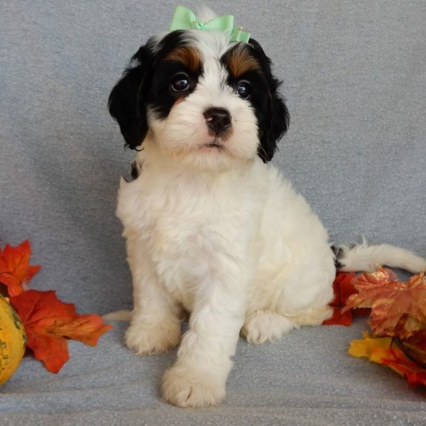 F1 Cockapoo Puppy for Sale