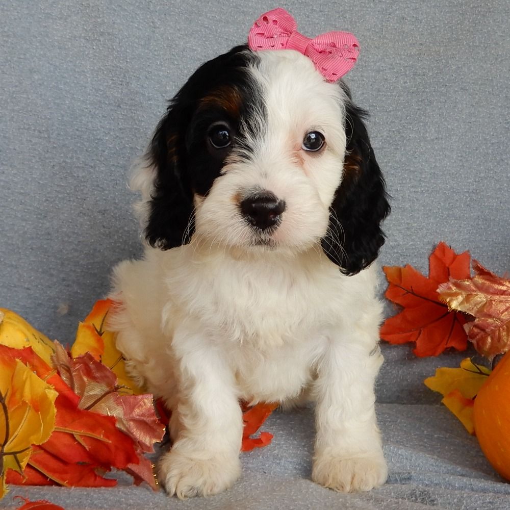 F1 Cockapoo Puppy for Sale in NYC