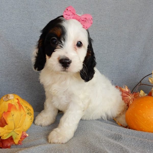 F1 Cockapoo Puppy for Sale