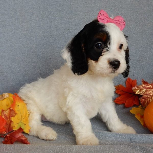 F1 Cockapoo Puppy for Sale