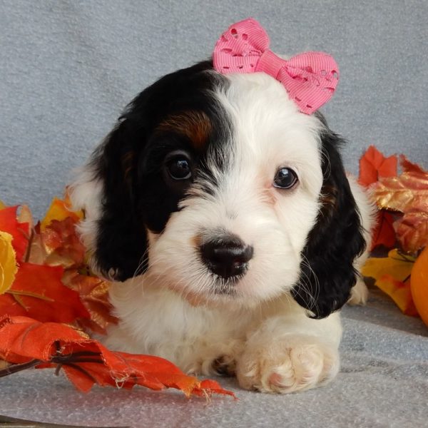 F1 Cockapoo Puppy for Sale