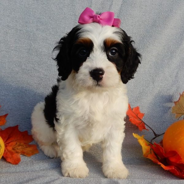 F1 Cockapoo Puppy for Sale