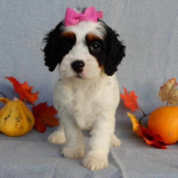 F1 Cockapoo Puppy for Sale