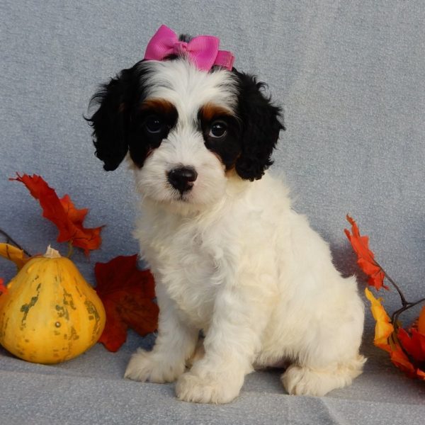 F1 Cockapoo Puppy for Sale