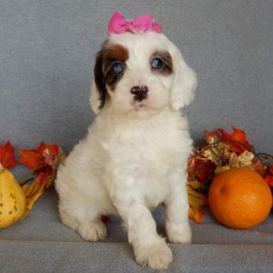 F1 Cockapoo Puppy for Sale