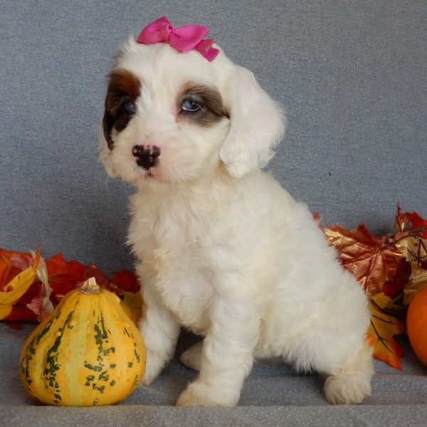 F1 Cockapoo Puppy for Sale