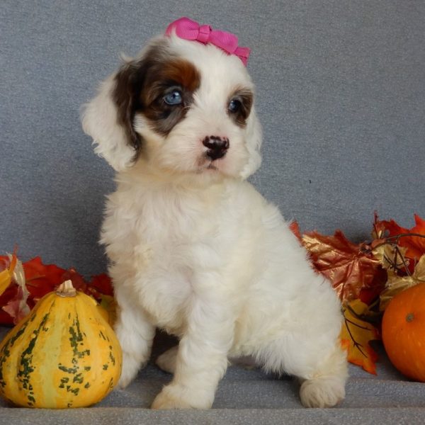 F1 Cockapoo Puppy for Sale