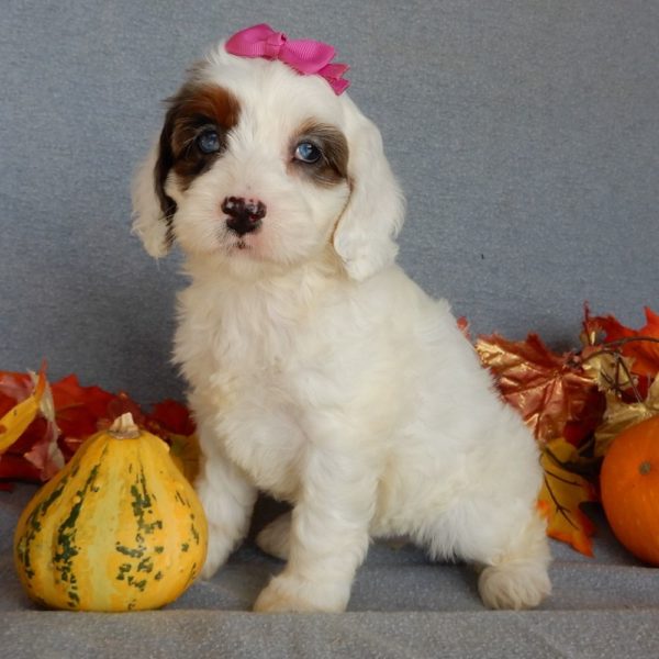 F1 Cockapoo Puppy for Sale