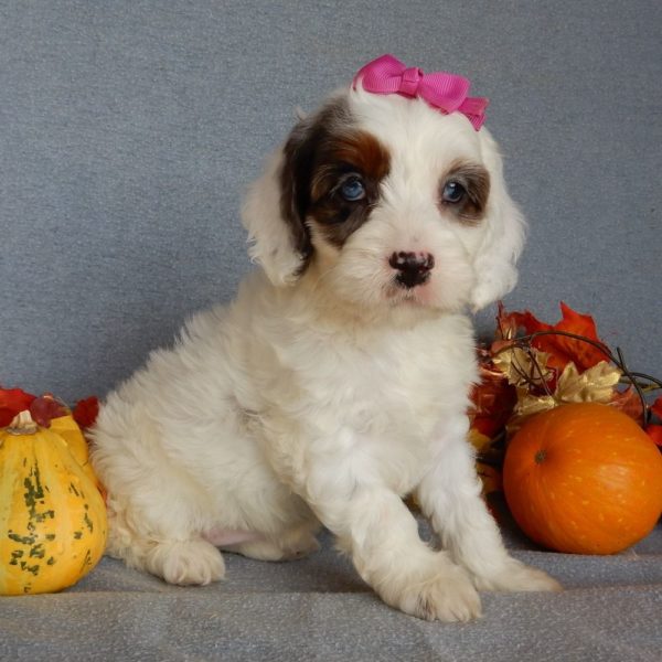 F1 Cockapoo Puppy for Sale