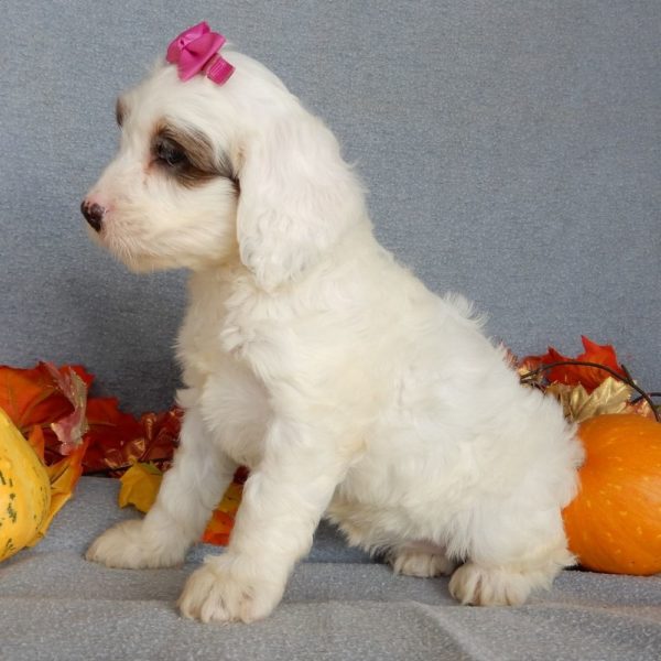 F1 Cockapoo Puppy for Sale