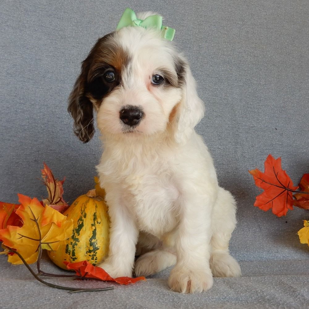 F1 Cockapoo Puppy for Sale in NYC