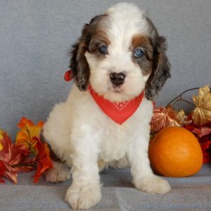 F1 Cockapoo Puppy for Sale