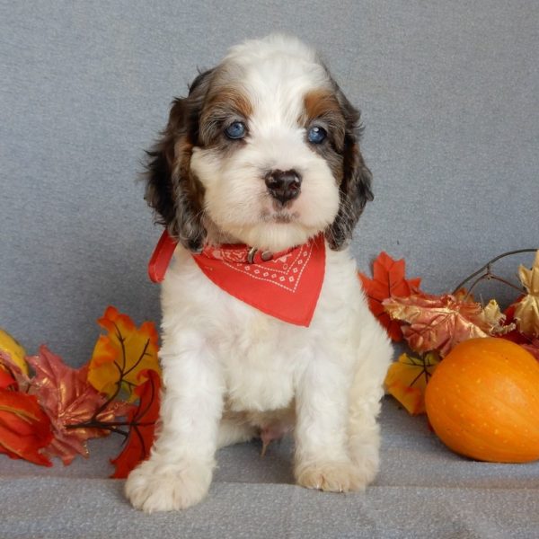 F1 Cockapoo Puppy for Sale