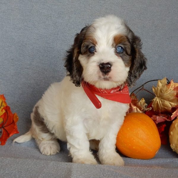 F1 Cockapoo Puppy for Sale