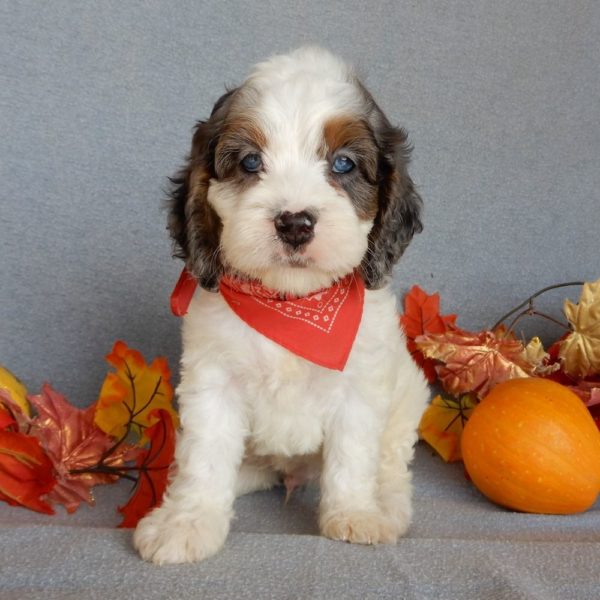 F1 Cockapoo Puppy for Sale