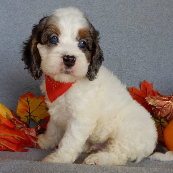 F1 Cockapoo Puppy for Sale