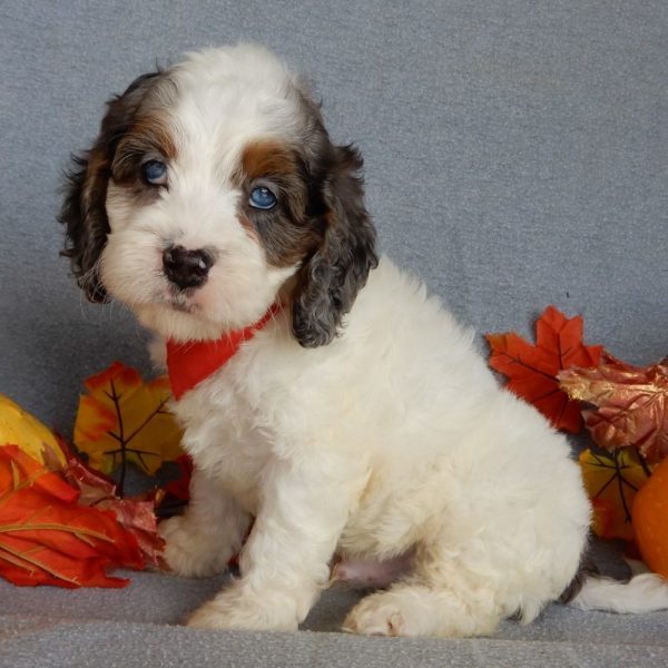 F1 Cockapoo Puppy for Sale