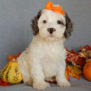 F1 Cockapoo Puppy for Sale