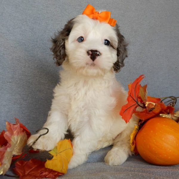 F1 Cockapoo Puppy for Sale