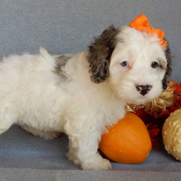 F1 Cockapoo Puppy for Sale