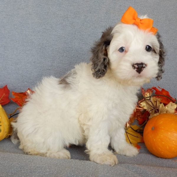 F1 Cockapoo Puppy for Sale