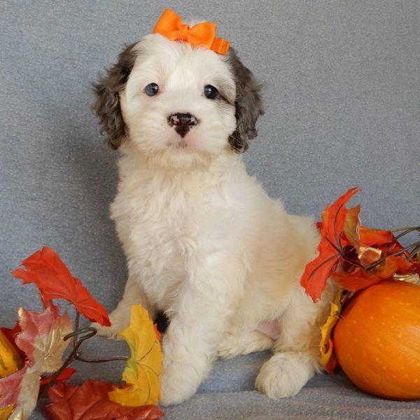 F1 Cockapoo Puppy for Sale