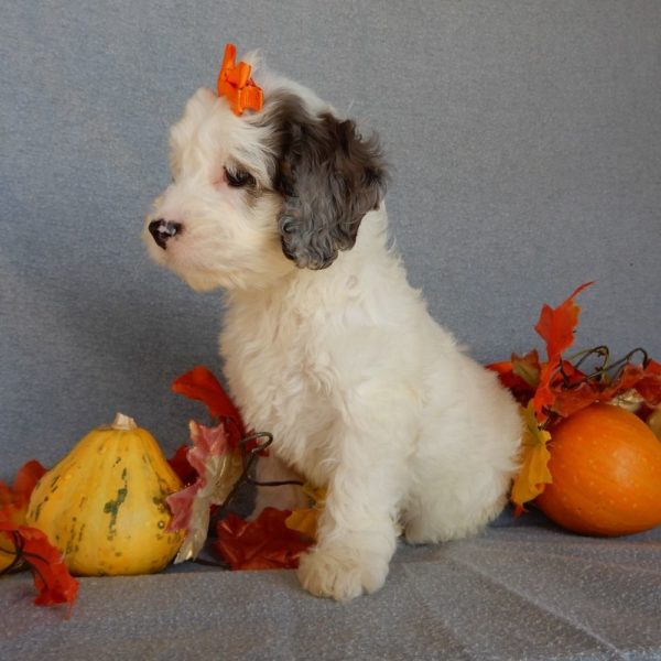 F1 Cockapoo Puppy for Sale