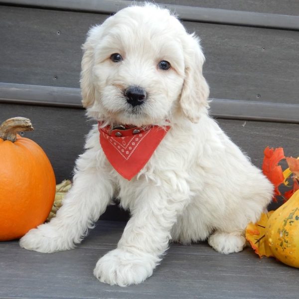 F1b Mini Goldendoodle Puppy for Sale