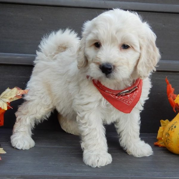 F1b Mini Goldendoodle Puppy for Sale