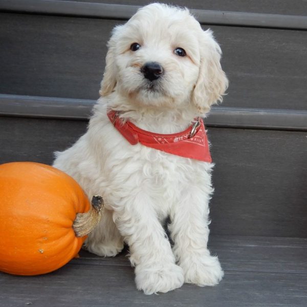 F1b Mini Goldendoodle Puppy for Sale