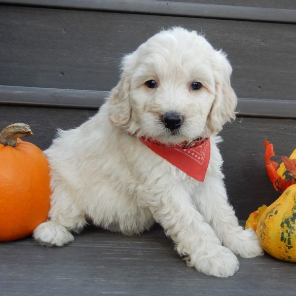 F1b Mini Goldendoodle Puppy for Sale