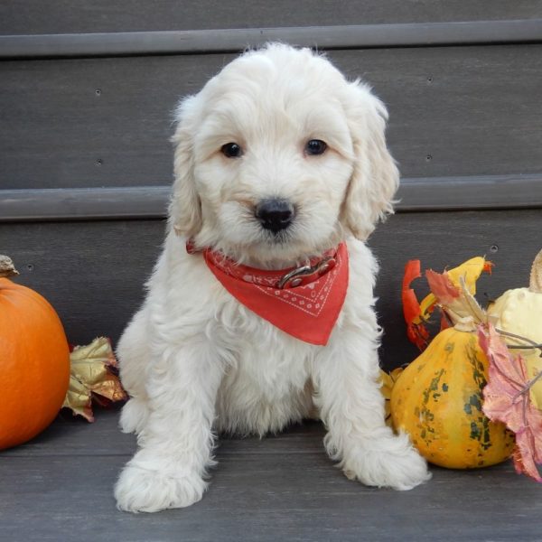 F1b Mini Goldendoodle Puppy for Sale