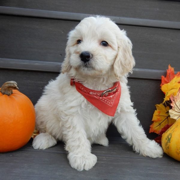 F1b Mini Goldendoodle Puppy for Sale