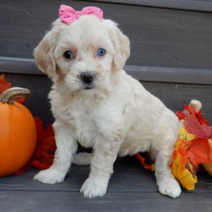 F1b Mini Goldendoodle Puppy for Sale