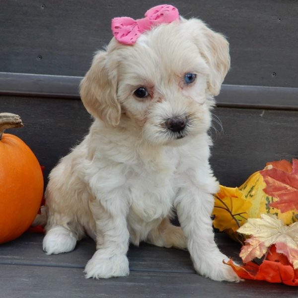 F1b Mini Goldendoodle Puppy for Sale