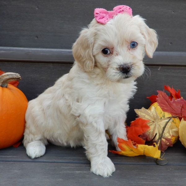 F1b Mini Goldendoodle Puppy for Sale