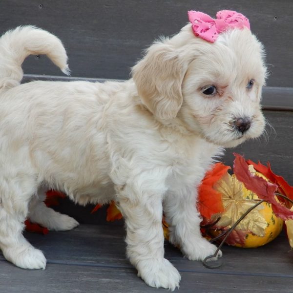 F1b Mini Goldendoodle Puppy for Sale