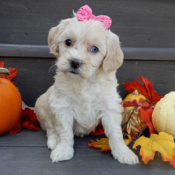 F1b Mini Goldendoodle Puppy for Sale