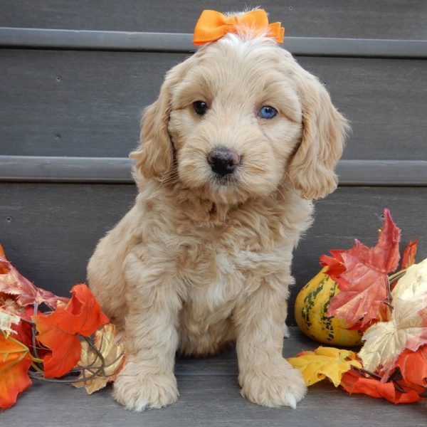 F1b Mini Goldendoodle Puppy for Sale