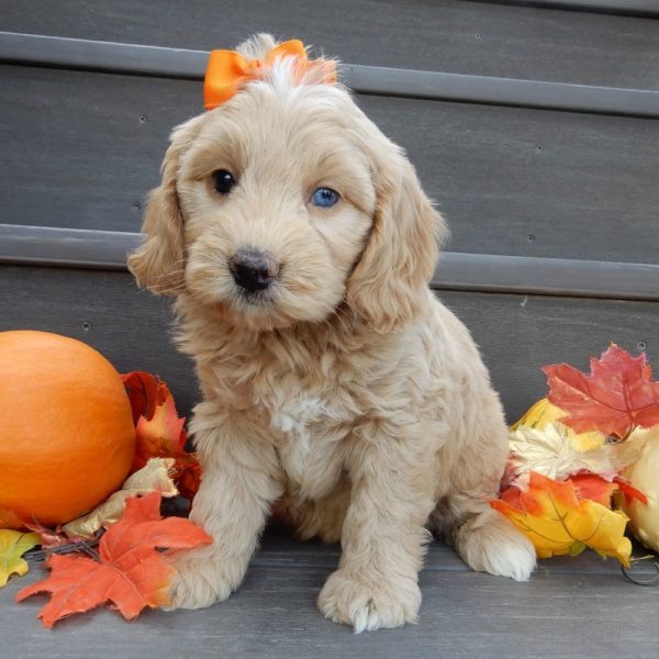 F1b Mini Goldendoodle Puppy for Sale